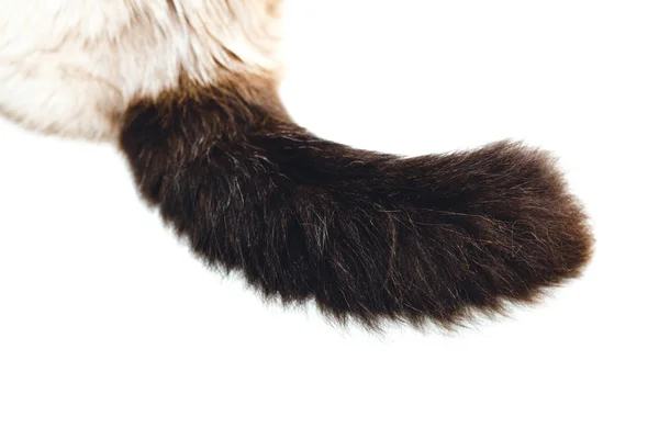 Detalhe da cauda do gato Birman — Fotografia de Stock