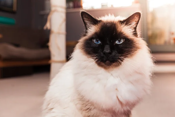 Birman katt hemma på solig dag — Stockfoto