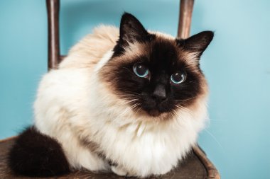 bir sandalyede Birman kedisi