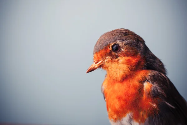 Robin assistindo — Fotografia de Stock