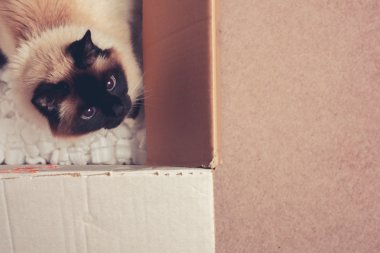 bir karton kutu içinde kedi