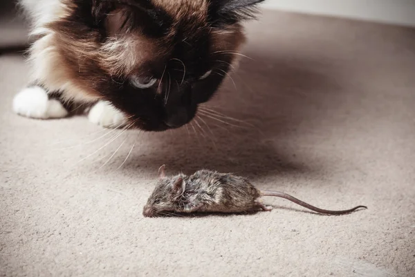 Кошка смотрит на мертвых мыши — стоковое фото