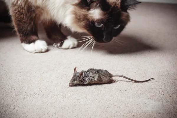 Cat looking at dead mouse — Stock Photo, Image