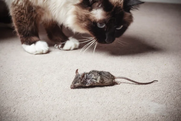 Katze blickt auf tote Maus — Stockfoto