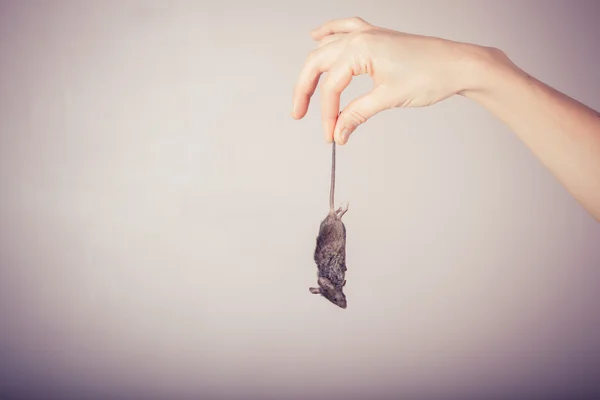 Hand holding dead mouse — Stock Photo, Image