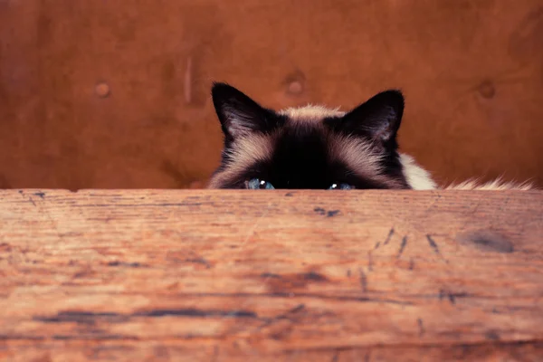 Cat hiding behind a table — Stock Photo, Image