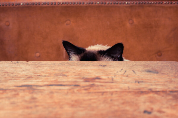 Кот прячется за столом
