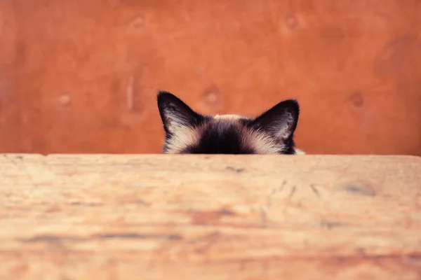 Cat hiding behind a table — Stock Photo, Image