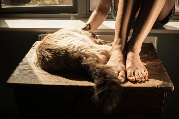 Vrouw en kat door het venster — Stockfoto