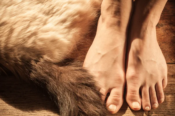 Vrouw voeten en kat — Stockfoto