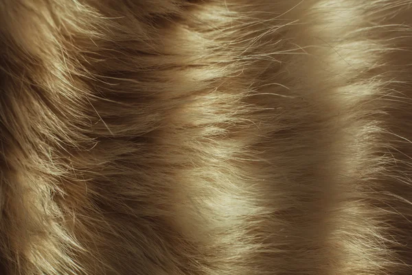 Macro close up on a cat's fur — Stock Photo, Image