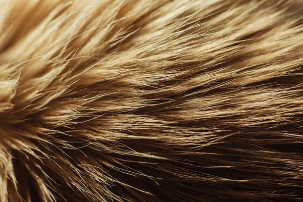 Macro close up on a cat's fur — Stock Photo, Image