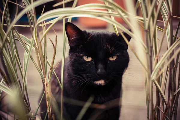 Preto tabby gato comendo plantas — Fotografia de Stock