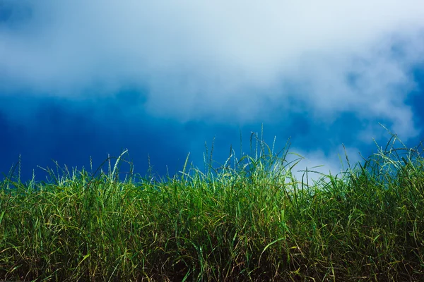 Tráva, modrá obloha a mraky — Stock fotografie