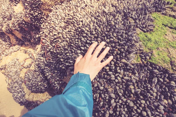Hand aanraken van mosselen — Stockfoto