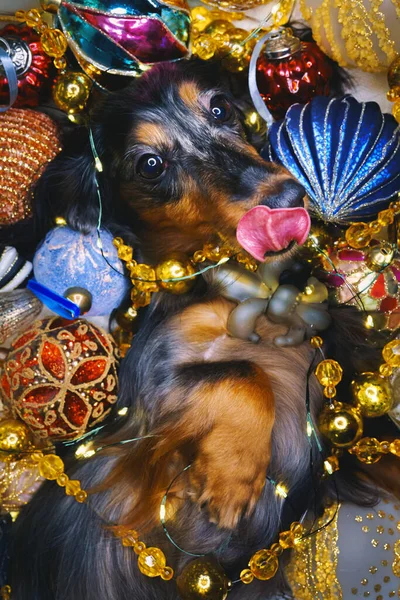 Beautiful dachshund dog lies among the Christmas decorations — Stockfoto