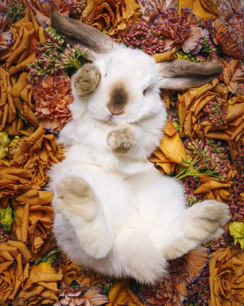 Beautiful rabbit lies in a meadow of brown flowers — Stockfoto