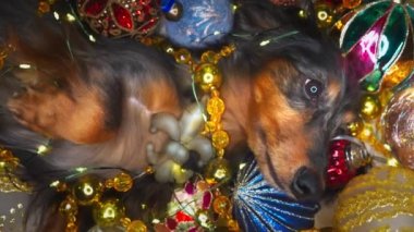 beautiful dachshund dog lies among the Christmas decorations