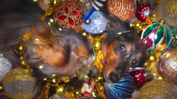 Hermoso perro salchicha se encuentra entre las decoraciones de Navidad — Vídeo de stock