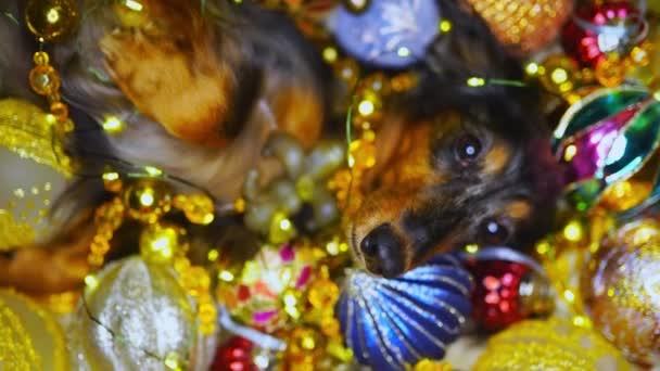 Красивий собака таксі лежить серед різдвяних прикрас — стокове відео