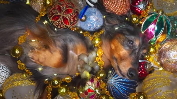 Beautiful dachshund dog lies among the Christmas decorations — Stock videók