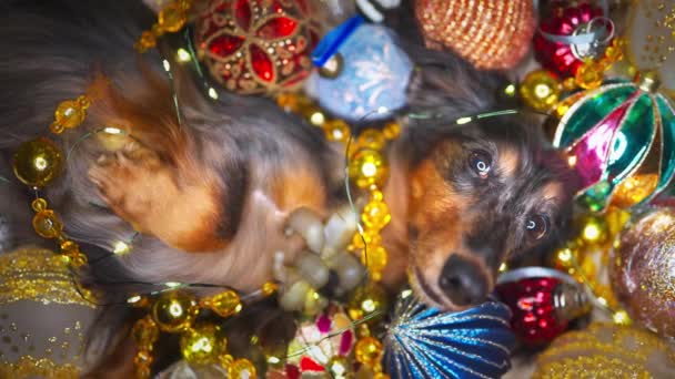 Beautiful dachshund dog lies among the Christmas decorations — Stockvideo