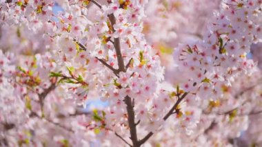 Rüzgarda sallanan pembe yapraklı sakura dalları