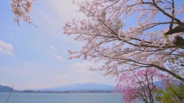 Kawaguchi Gölü manzarası ve Fujiyama Dağı çiçek açan sakura ağaçları, Japonya