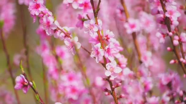 Ramas de sakura con pétalos rosados balancearse en el viento — Vídeos de Stock