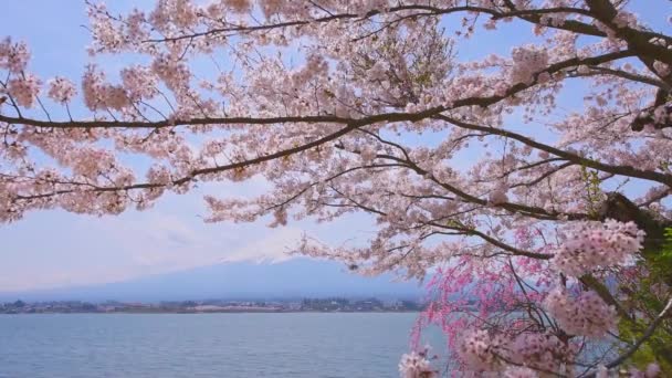 Vue sur le lac Kawaguchi et le mont Fujiyama à travers les sakura en fleurs, Japon — Video