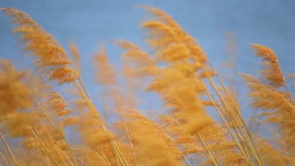 Сушений трав'яний очерет ширяє на вітрі на синьому фоні — стокове відео