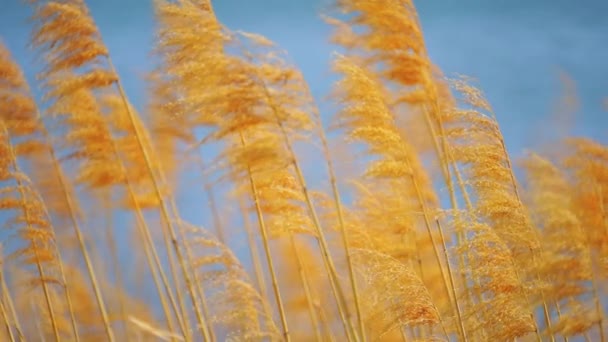 Getrocknetes Gras wiegt sich im Wind auf blauem Hintergrund — Stockvideo
