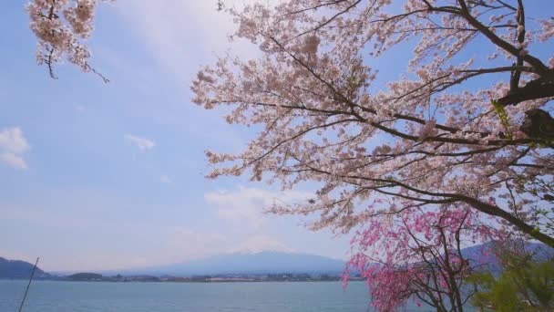 Vista del lago Kawaguchi y el monte Fujiyama a través de árboles de sakura en flor, Japón — Vídeo de stock