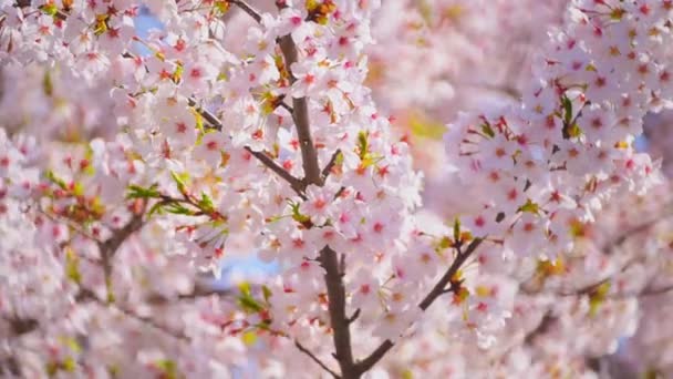 Ramas de sakura con pétalos rosados balancearse en el viento — Vídeo de stock