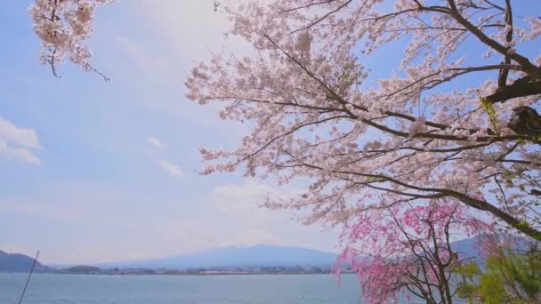 Widok na jezioro Kawaguchi i góry Fujiyama przez kwitnące drzewa sakura, Japonia — Wideo stockowe