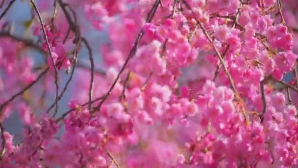 Ramas de sakura con pétalos rosados balancearse en el viento — Vídeos de Stock