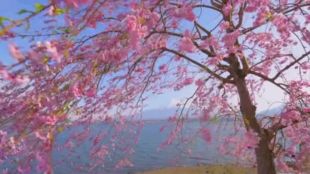 Вид на озеро Кавагути и луну Фудзияма через цветущие сакуры, Япония — стоковое видео