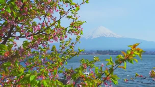 Widok na jezioro Kawaguchi i góry Fujiyama przez kwitnące drzewa sakura, Japonia — Wideo stockowe