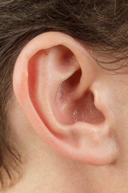 auricle yakın çekim, dış kulak, insan anatomisi işitme cihazı, kulak kanalı, tragus ve antitümör, lob, seçici odaklanma