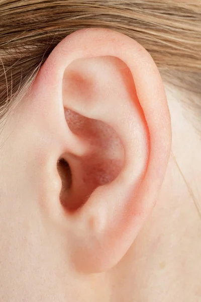 Human Ear Auricle Close Structure Anatomy Human Hearing — Stock Photo, Image