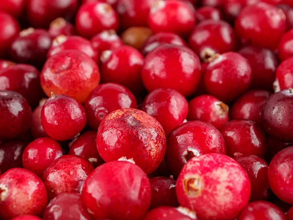 Gros Plan Sur Les Canneberges Rouges Récolte Baies Sauvages Nord — Photo