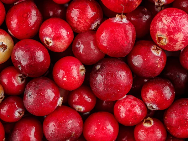 Wild Cranberry Berry Solid Background Close — Stock Photo, Image