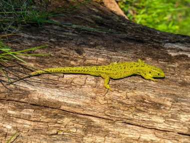 Ormanda kertenkele, yakın plan, makro, uzun kuyruklu yeşil küçük kertenkele.