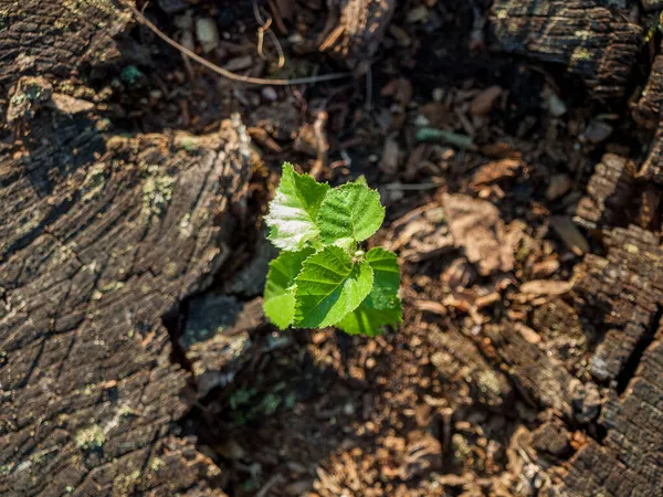 Liten Grön Groddar Ett Träd Från Gammal Stubbe Återupplivandet Skogspark — Stockfoto