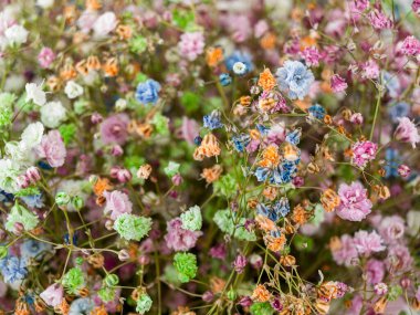 Kachim, hipnoz, karanfil familyasından çiçek açan bir bitki cinsi, uzun ömürlü ya da yıllık, sık sık dallanan otlar, küçük yarı çalılar, yakın plan çiçekler, buket çiçekleri.