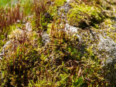 Yosun ormanda vahşi bir şekilde büyüyor, bir kayanın üzerinde, yakın plan, seçici odak, vahşi yaşam
