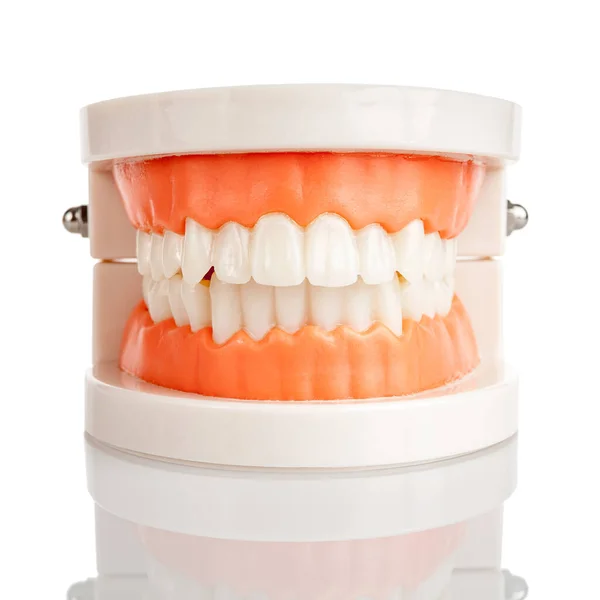 Plastic Model Human Jaw Correct Ratio Jaws Orthognathic Bite Healthy — Stock Photo, Image