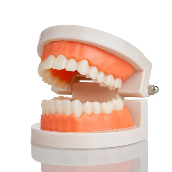 Mandíbulas Modelo Dental Com Dentes Humanos Isolados Fundo Branco Estrutura — Fotografia de Stock