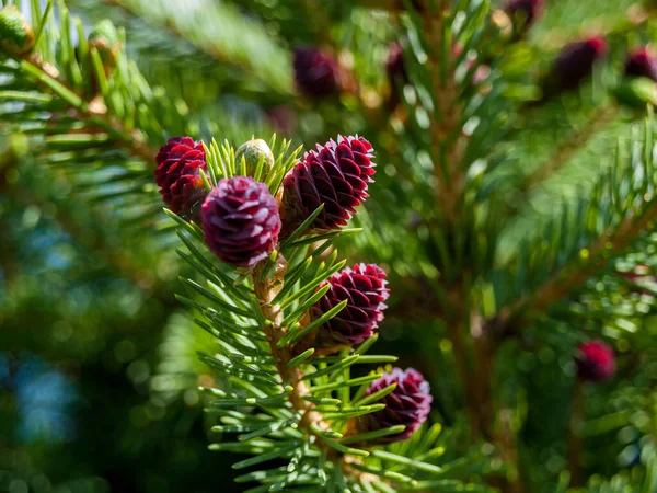 자라기 여름에 수집되는 가문비나무 원추체에는 필수적 탄닌이 있으며 호흡을 치료하는 — 스톡 사진