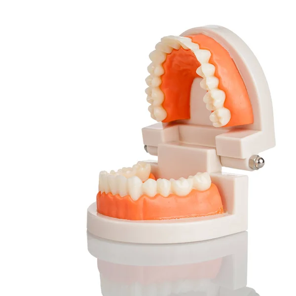 Plastic Anatomical Model Human Jaw Upper Lower Teeth Isolated White — Stock Photo, Image